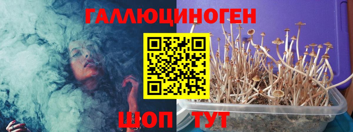 что такое   Псилоцибиновые грибы Psilocybine cubensis  Вход с VPN  Вышний Волочёк 